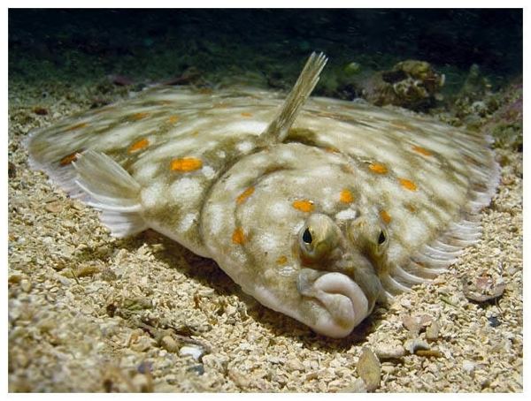 Flounders' Eyes Face Skyward. How Do They See the Ocean Floor?