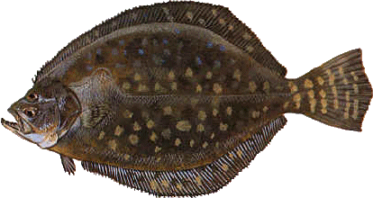 Flounder What is a Flounder