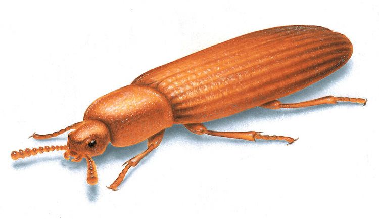 Flour beetle Flour Beetle Facts amp Control How to Get Rid of Flour Beetles