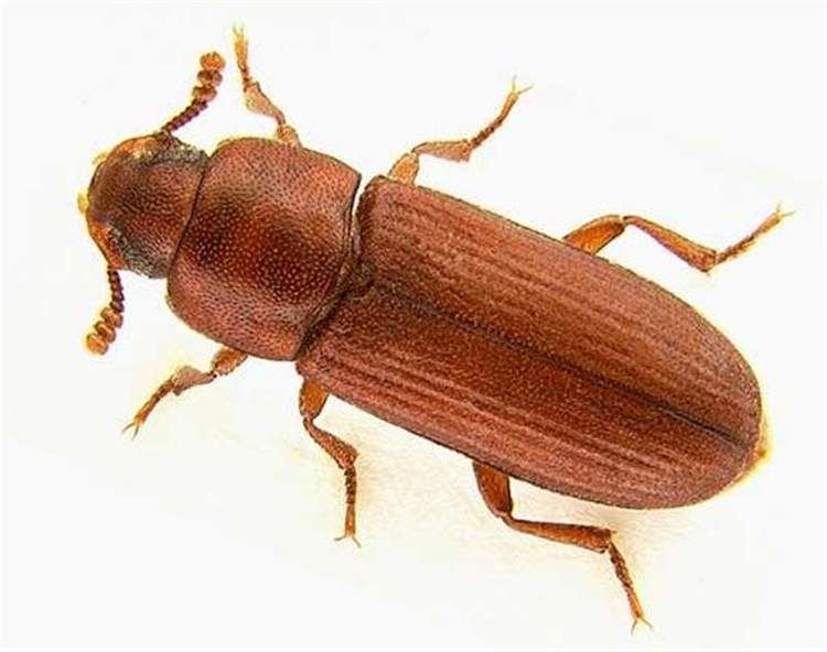 Flour beetle keyslucidcentralorgkeysv3eafrinetmaizepests