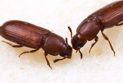 Flour beetle Red Flour Beetle Facts Holder39s Pest Solutions