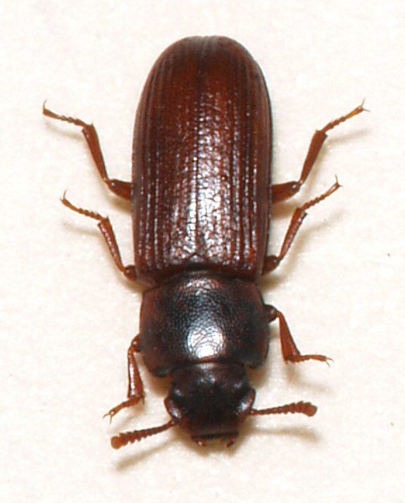 Flour beetle Confused flour beetle Wikipedia