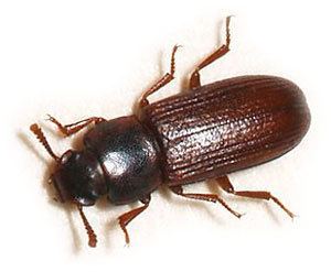 Flour beetle Red Flour Beetles How To Get Rid of Red Flour Beetles