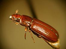 Flour beetle Flour beetle Wikipedia