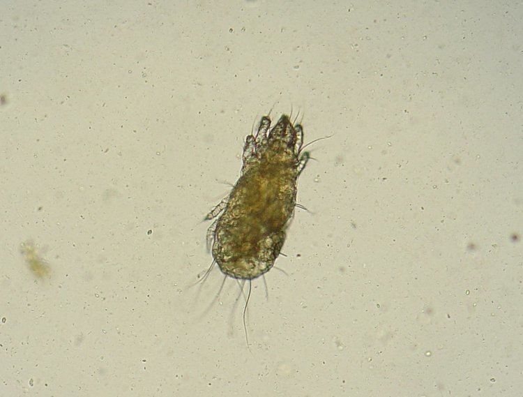 Flour mite Flour mite Wikipedia