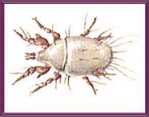 Flour mite wwwthepiedpipercoukgraphics1flourmitejpg