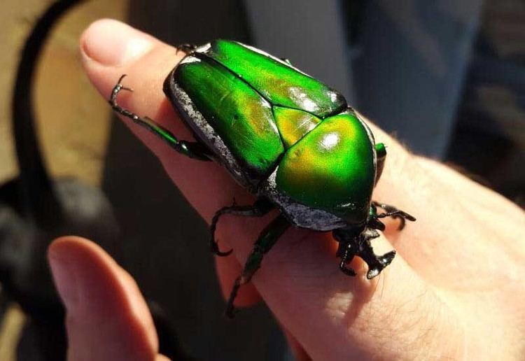 Flower chafer Flower Chafer from Zimbabwe Dicranorrhina derbyana What39s That Bug