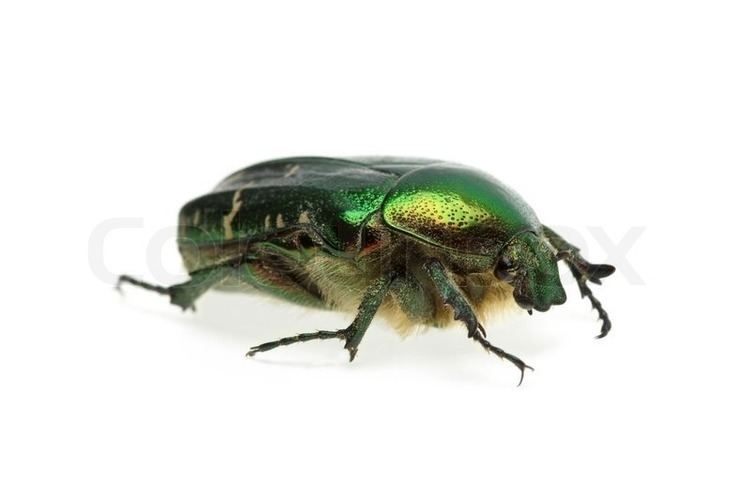 Flower chafer Flower chafer rose chafer Cetonia aurata beetle Stock Photo