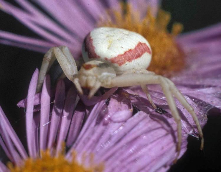 Flower crab spider Smooth Flower Crab Spider MDC Discover Nature