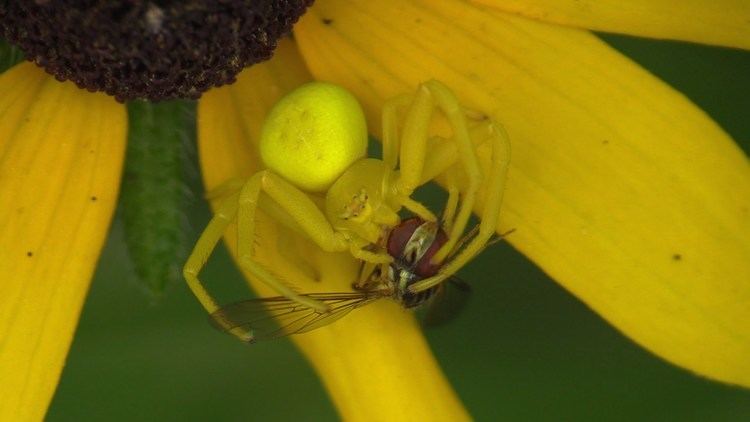 Flower crab spider Flower Crab Spider Eating a Fly YouTube