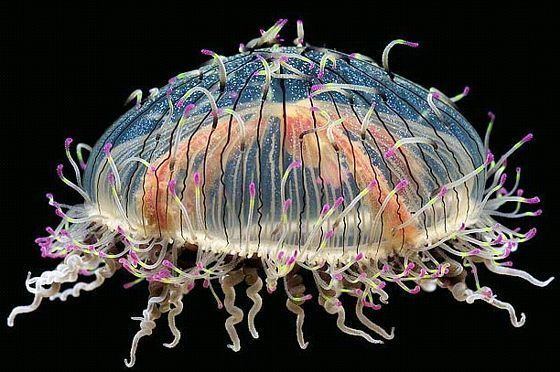 Flower hat jelly Life of Flower Hat Jelly Life of Sea