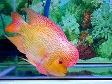 Flowerhorn cichlid httpsuploadwikimediaorgwikipediacommonsthu