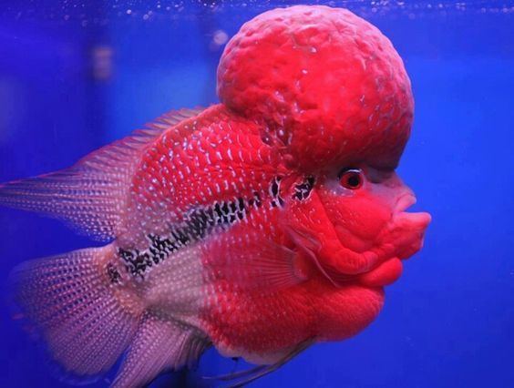 Flowerhorn cichlid Flowerhorn cichlid red fish freshwater Life Underwater