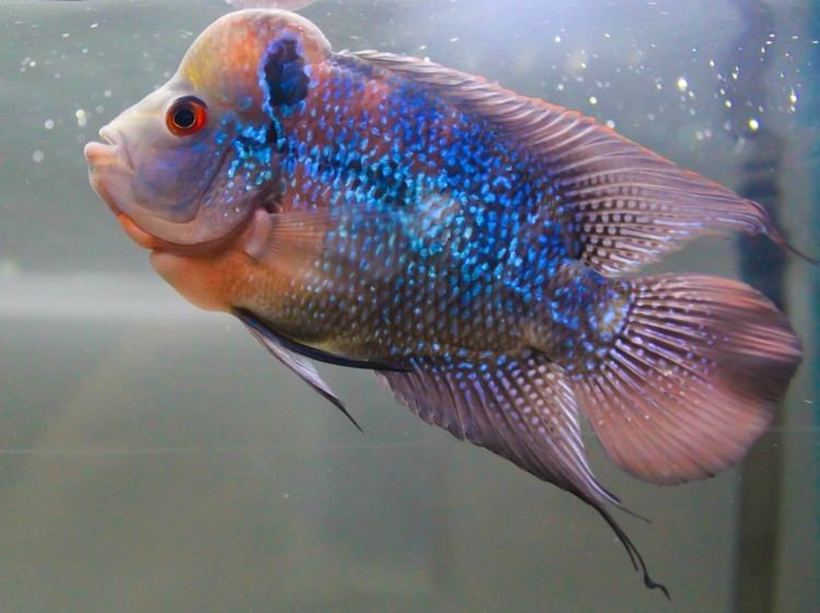 Flowerhorn cichlid Heisenberg The Flower Horn Cichlid YouTube