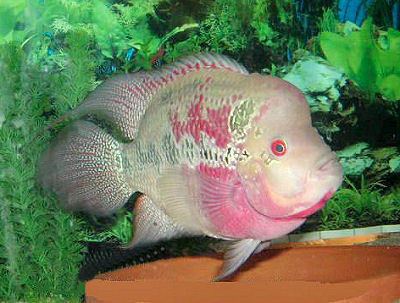 Flowerhorn cichlid Flowerhorn Cichlid Hua Luo Han Cichlid Fish Guide