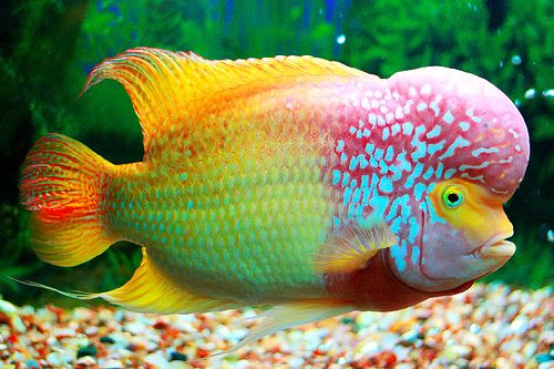 Flowerhorn cichlid Flowerhorn The Hybrid Cichlids Types of Flowerhorns By Karen Frisch