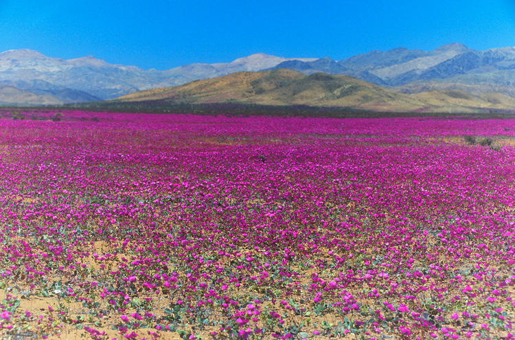 Flowering desert Cistanthe grandiflora rare desert flowering in Atacama desert
