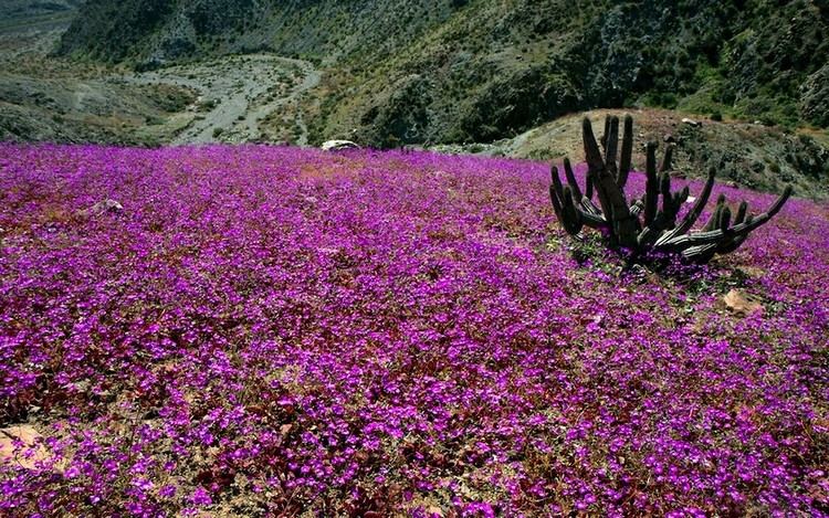 Flowering desert Desert flowers of Atacama Chile Feel The Planet