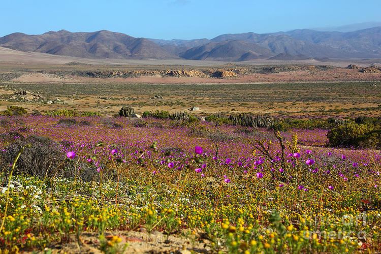 Flowering desert Flowering Desert Photograph by James Brunker