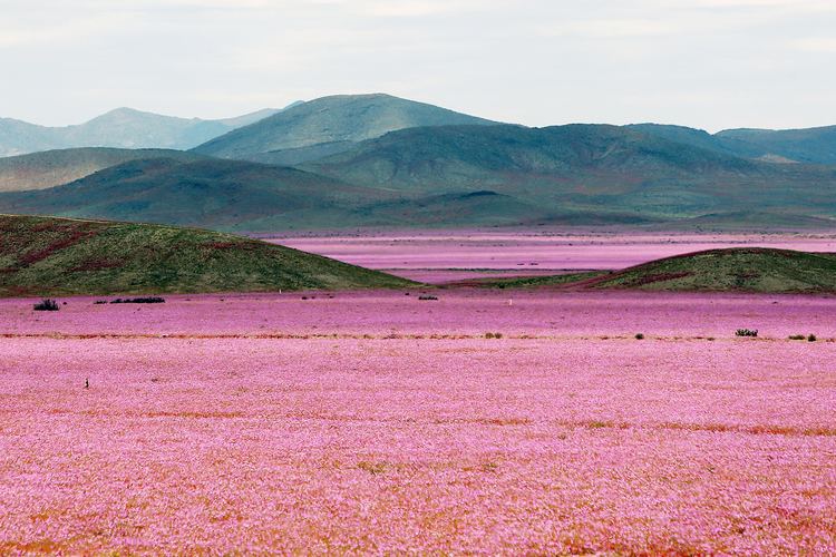 Flowering desert El Nio Paints the World39s Driest Place with Color