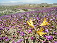Flowering desert Flowering desert Wikipedia