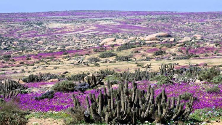 Flowering desert Desert Flowers of Atacama Chile2 HD1080p YouTube