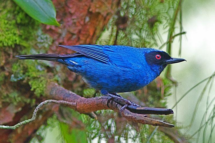 Flowerpiercer Masked Flowerpiercer Diglossa cyanea Hotspot Birding