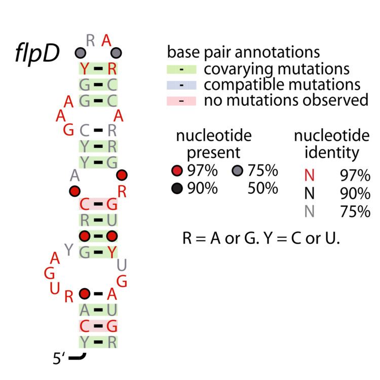 FlpD RNA motif