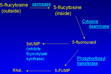 Flucytosine Anti Fungal Drugs Azoles Echinocandins Allylamines and