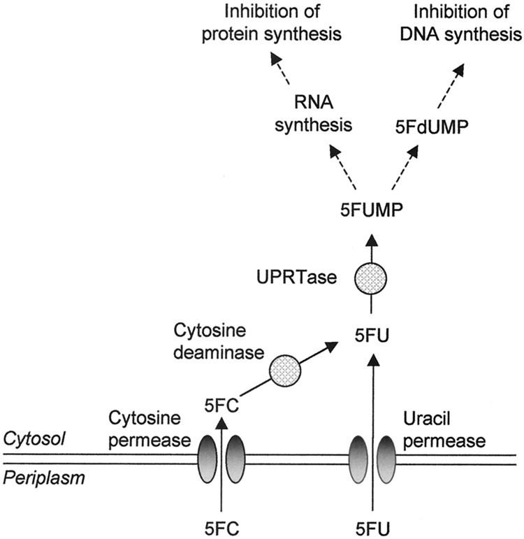 Flucytosine FlucytosineFluconazole CrossResistance in PurineCytosine Permease