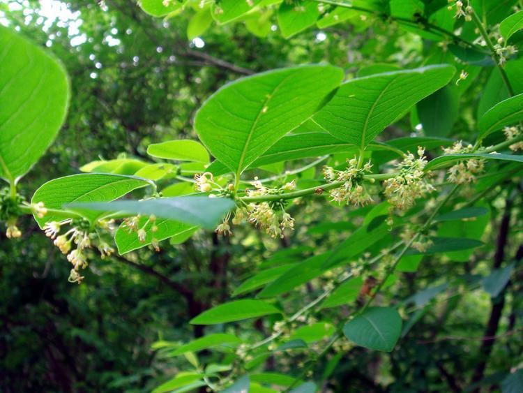 Flueggea suffruticosa treeflowerlacoocanjpEuphorbiaceaeFlueggea20s
