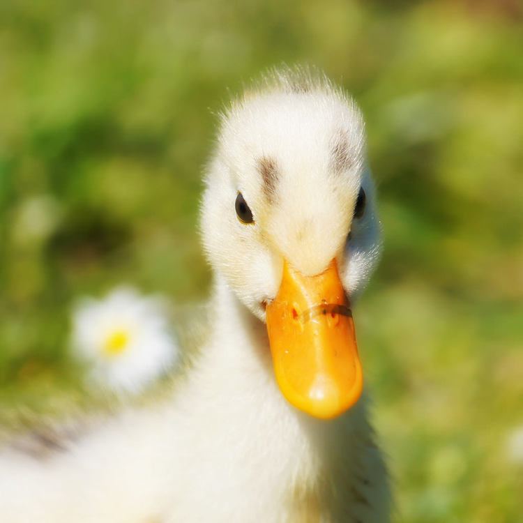 Fluffy duck fluffy duck Brenda Anderson Flickr
