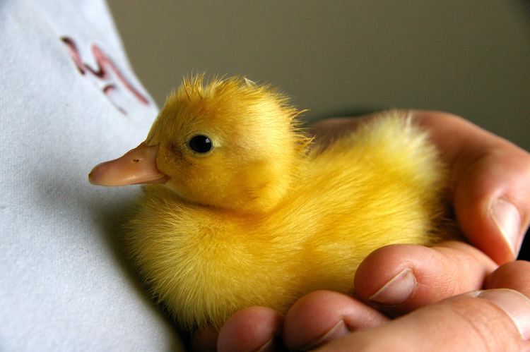 Fluffy duck Little baby fluffy duck D Andrew Flickr