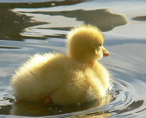 Fluffy duck fluffy duck Joel DavisAldridge Flickr