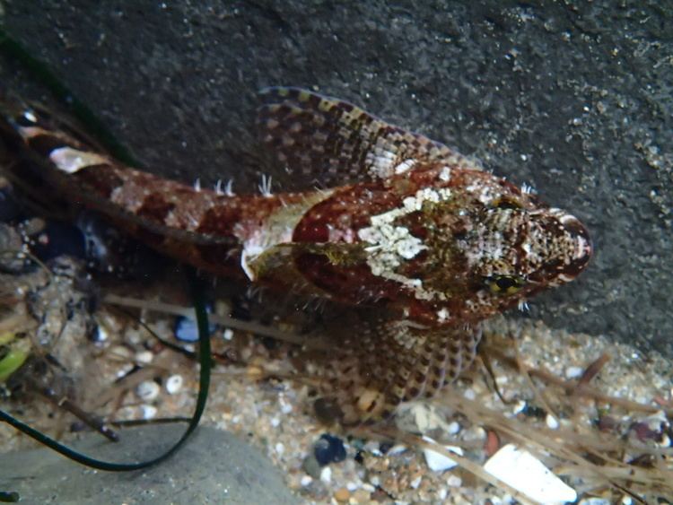 Fluffy sculpin More fun in the intertidal Notes from a California naturalist