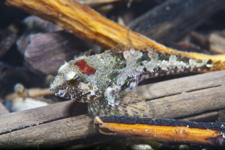 Fluffy sculpin Underwater Photography of Pacific Northwest Marine Life www8arm