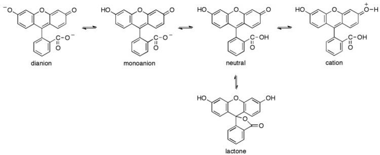 Fluorescein Ionization equilibria of fluorescein Figure 1 of 14