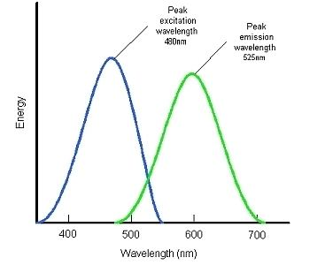 Fluorescein Fluorescein Fundamentals Ophthalmic Photographers39 Society