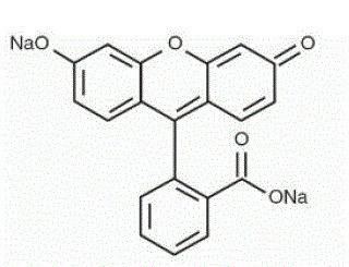 Fluorescein Fluorescite Fluorescein Side Effects Interactions Warning