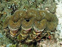 Fluted giant clam httpsuploadwikimediaorgwikipediacommonsthu