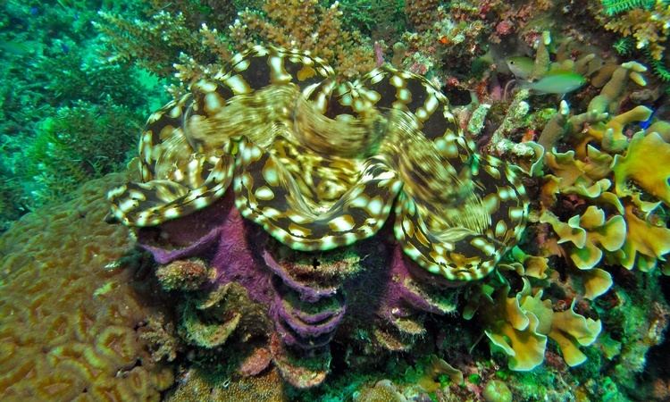 Fluted giant clam FileFluted Giant Clam Tridacna squamosa 6085826586jpg