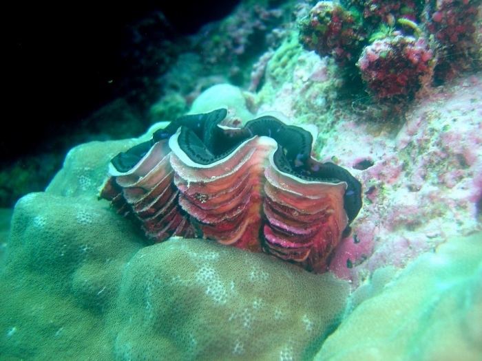 Fluted giant clam Image Tridacna squamosa Fluted Giant Clam BioLibcz
