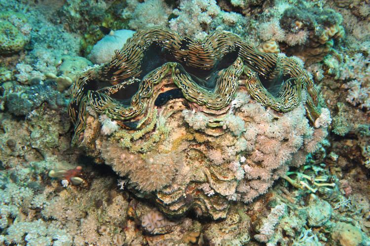 Fluted giant clam SW POTD 405