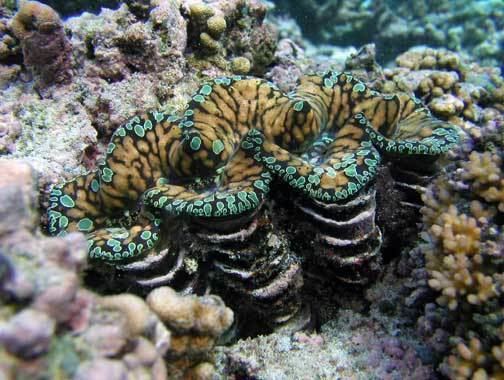 Fluted giant clam Tridactna squamosa faisua fluted giant clam Marine Invertebrates