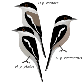 Flycatcher-shrike httpsuploadwikimediaorgwikipediacommonsthu