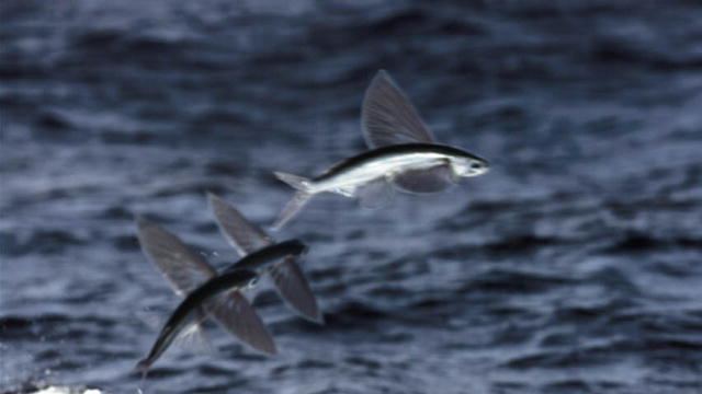 Flying fish Flying Fish Fly Life Discovery