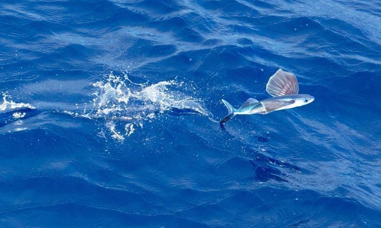 Flying fish Flying Fish Flying Fish Pictures Flying Fish Facts National