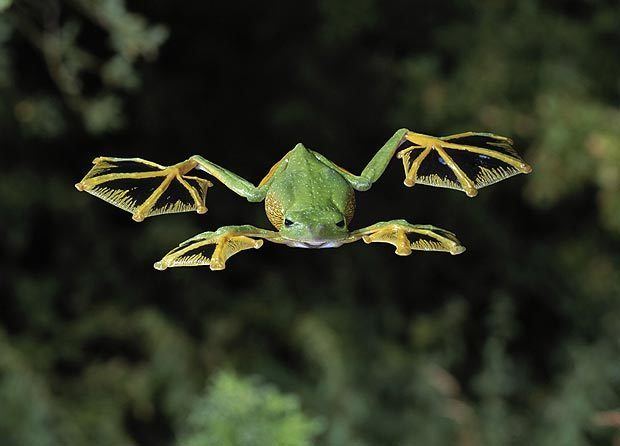Flying frog OAP Flying Frog Endangered Living