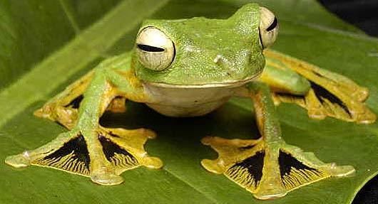 Flying frog Flying Frogs Gliding Through Dark Asian Rainforests Animal