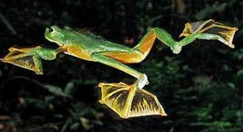 Flying frog Flying Frogs Gliding Through Dark Asian Rainforests Animal